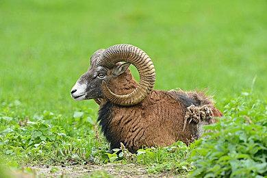 《格林魔书OnceMore》发布炼金术篇PV 游戏下周发售